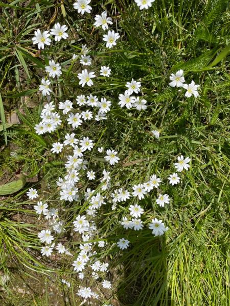 Akkerhoornbloem (Cerastium arvense)